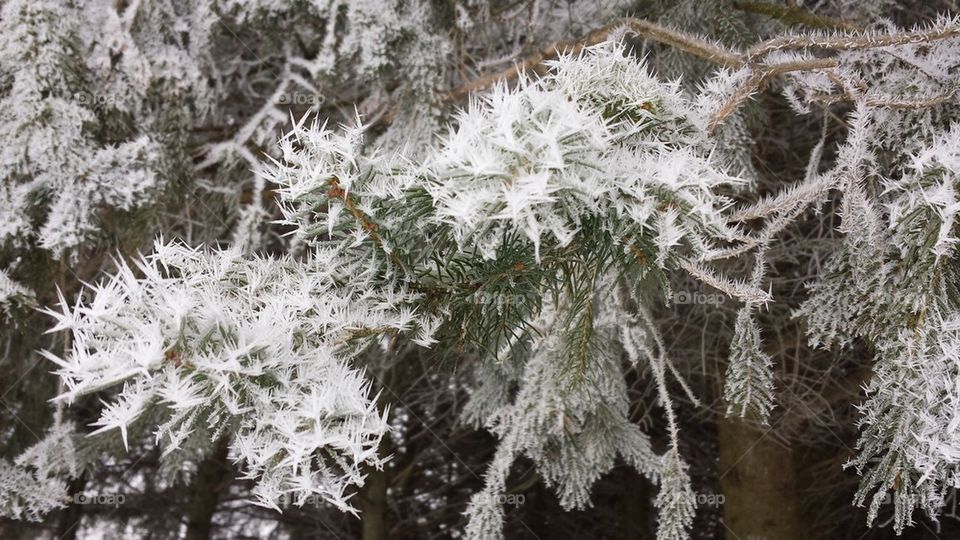 frosty evergreen