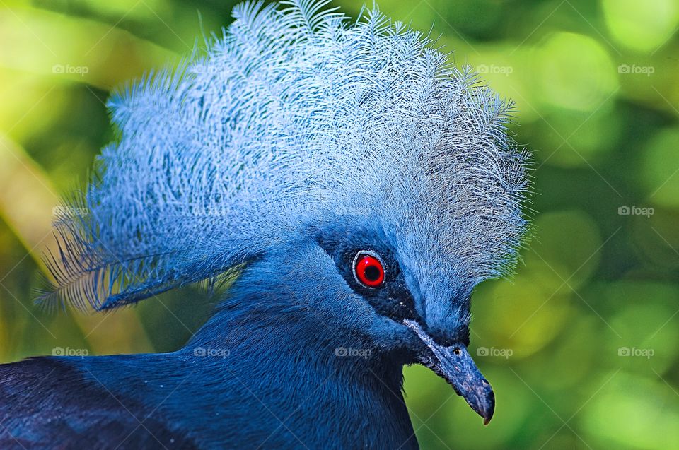 A prose up portrait of a Victoria Crowned Pigeon’s head.