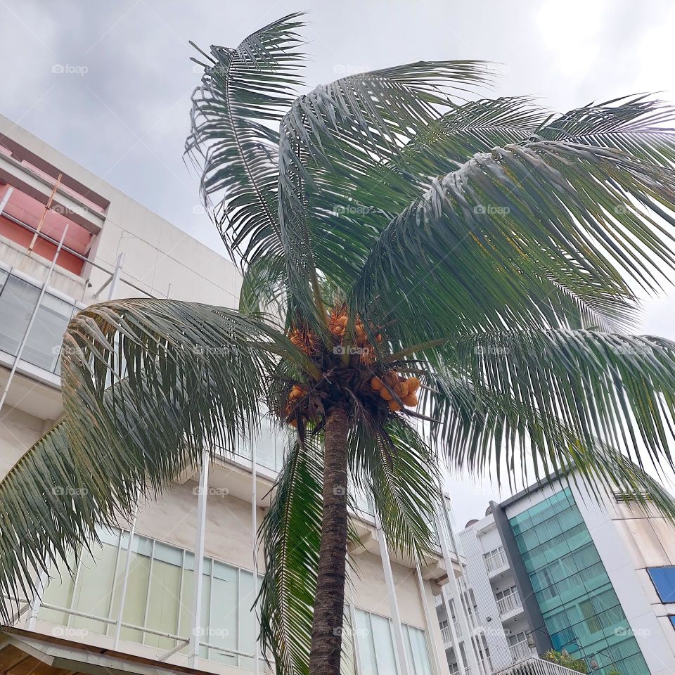 Yellow ivory coconut fruit is beneficial for health, medicine, herbs and is closely related to Javanese culture such as birth and marriage