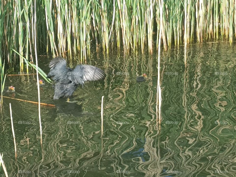 coot with babies, wildlife
