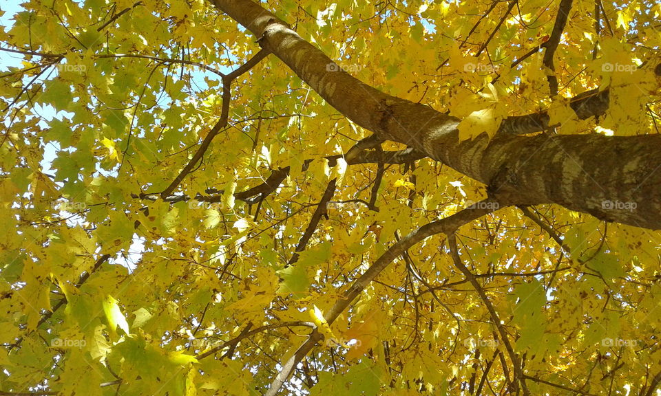 golden hue of autumn