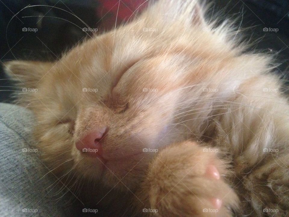 Sleepy kitty