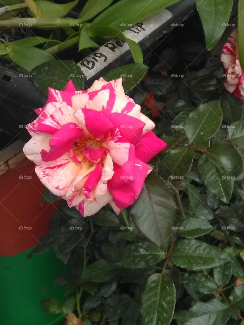 Rose