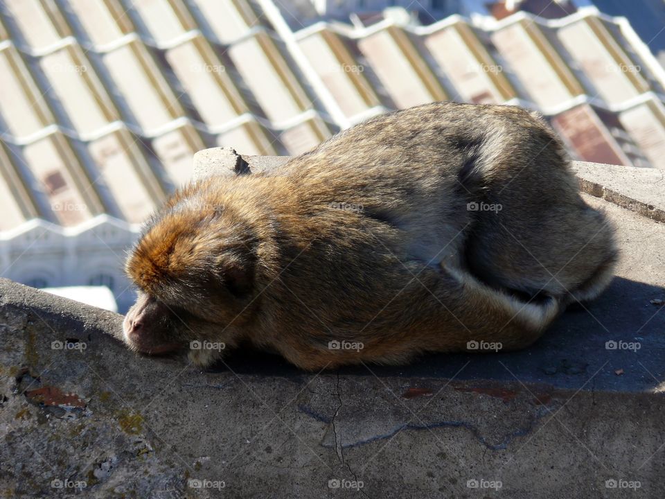 Barbary macaque sleeping on stone wall in Gibraltar.