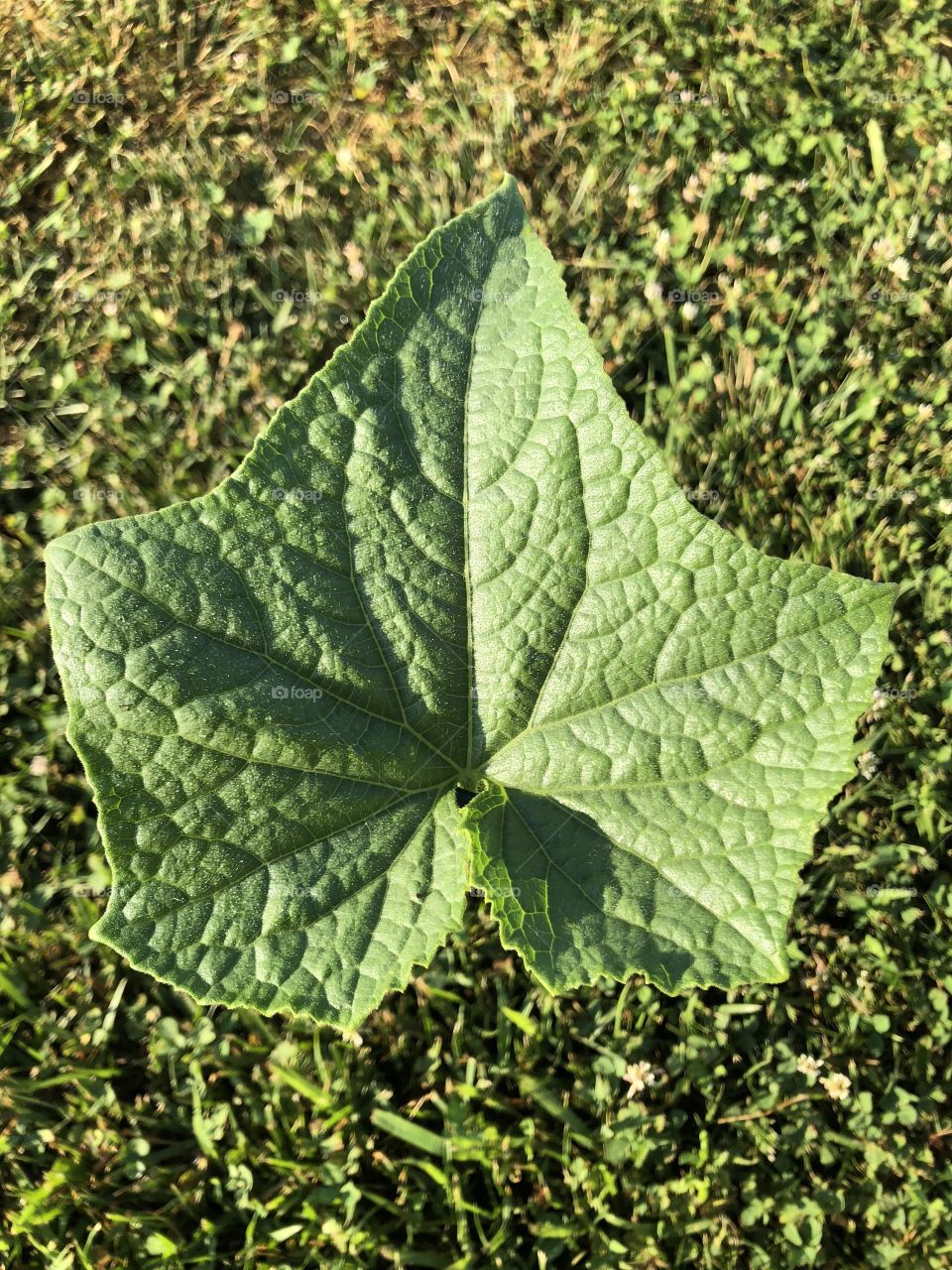 Detailed leaf