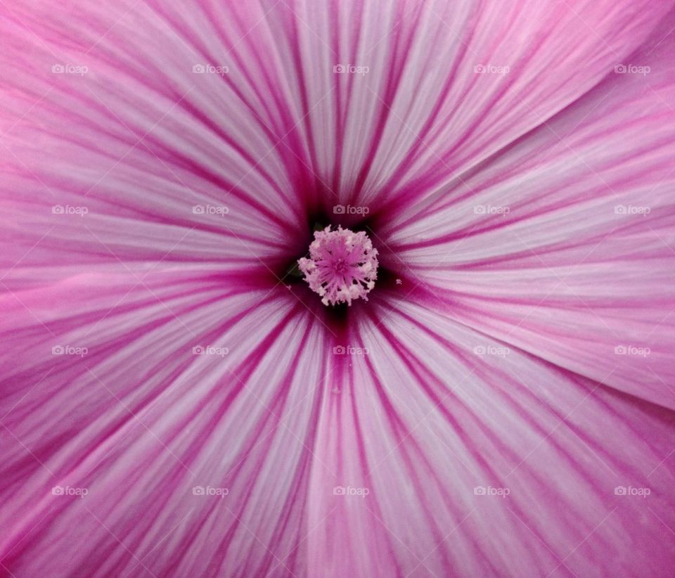 Full frame of pink flower