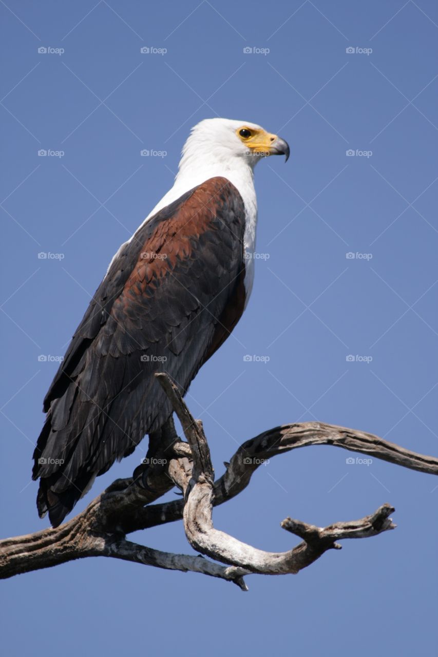 South Africa Eagle 