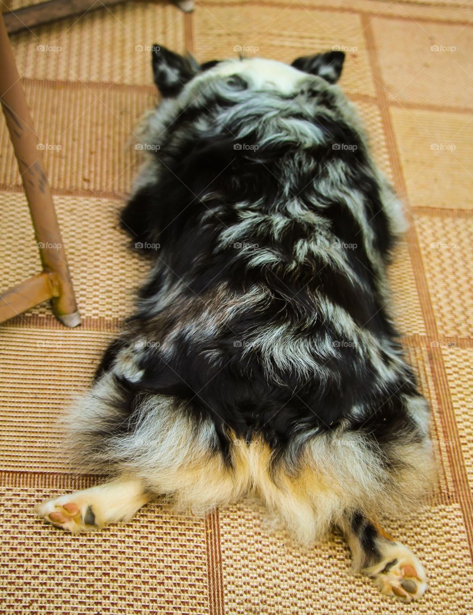 Frog-leg Dog