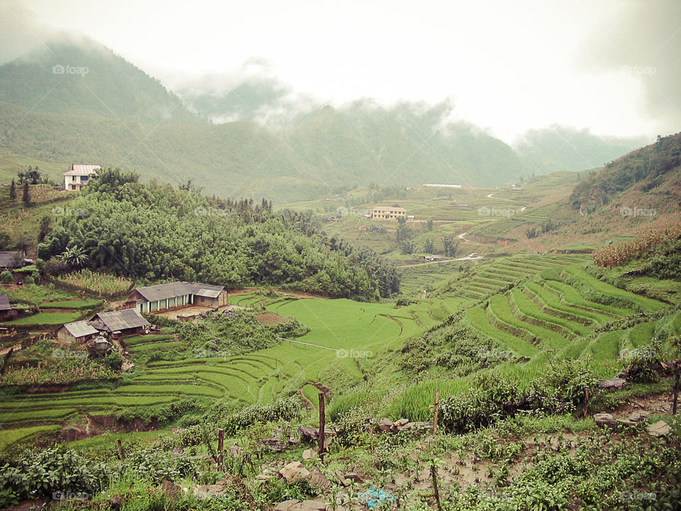 Rice fields