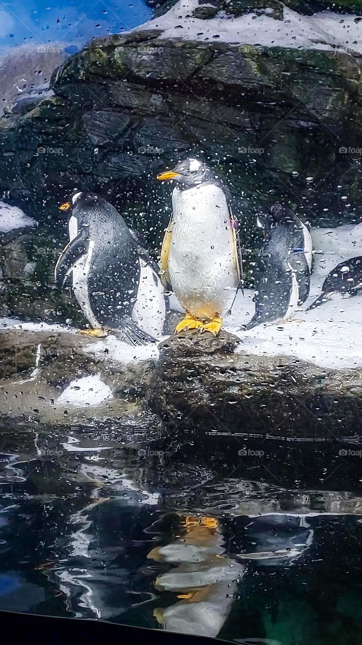 Penguins