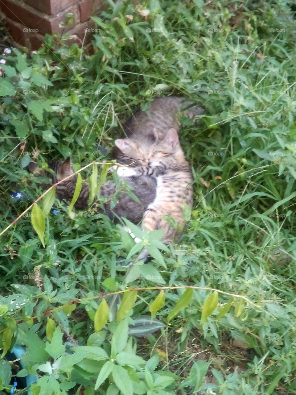 babies found a spot in my over grown flower garden to take their afternoon nap, snuggles.