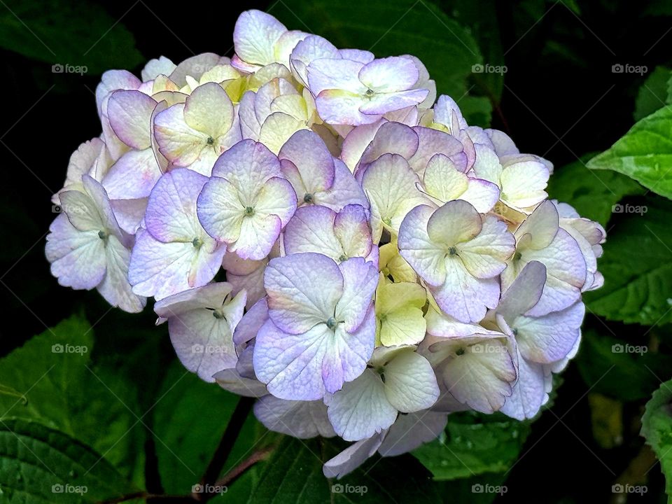 Purple hydrangeas 