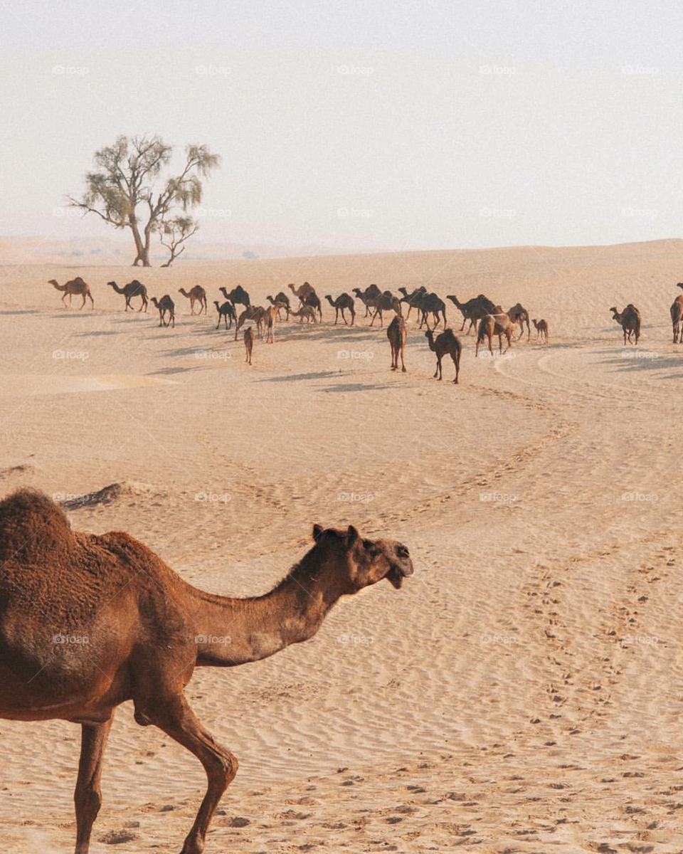 Desert Safari Dubai 