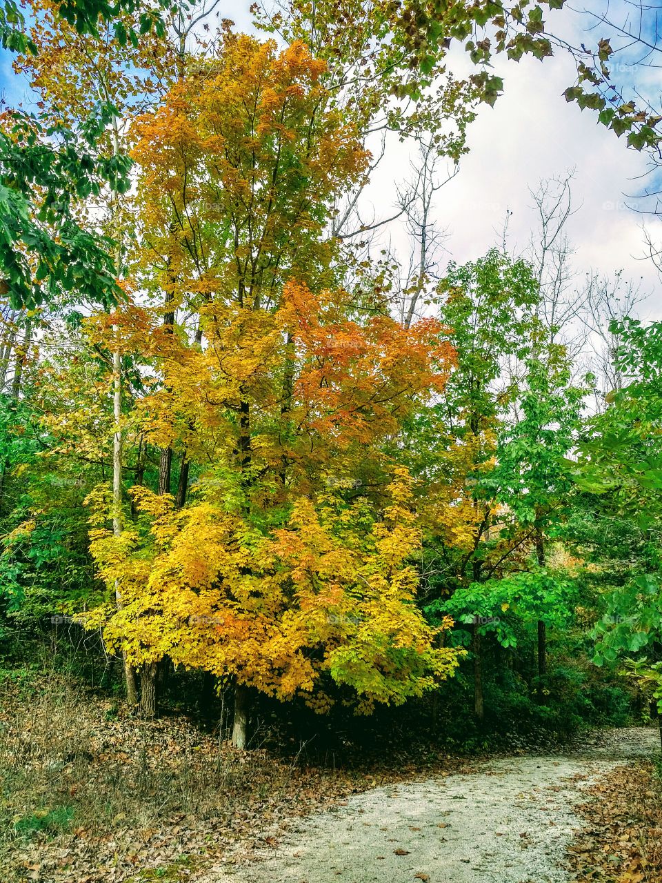 Beautiful tree in autumn