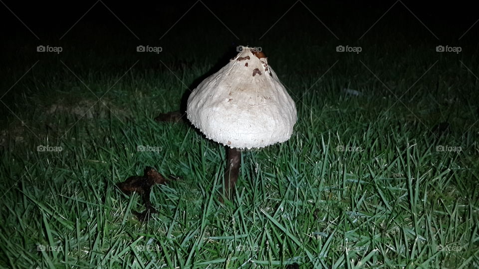 mushroom. wierd looking mushroom