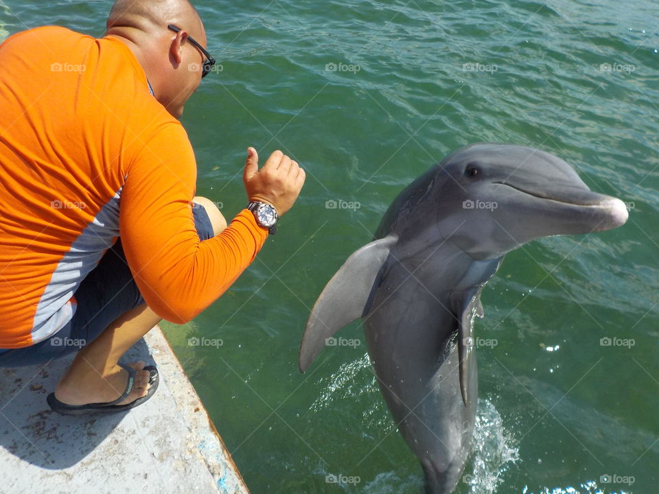 Dolphin high fives 