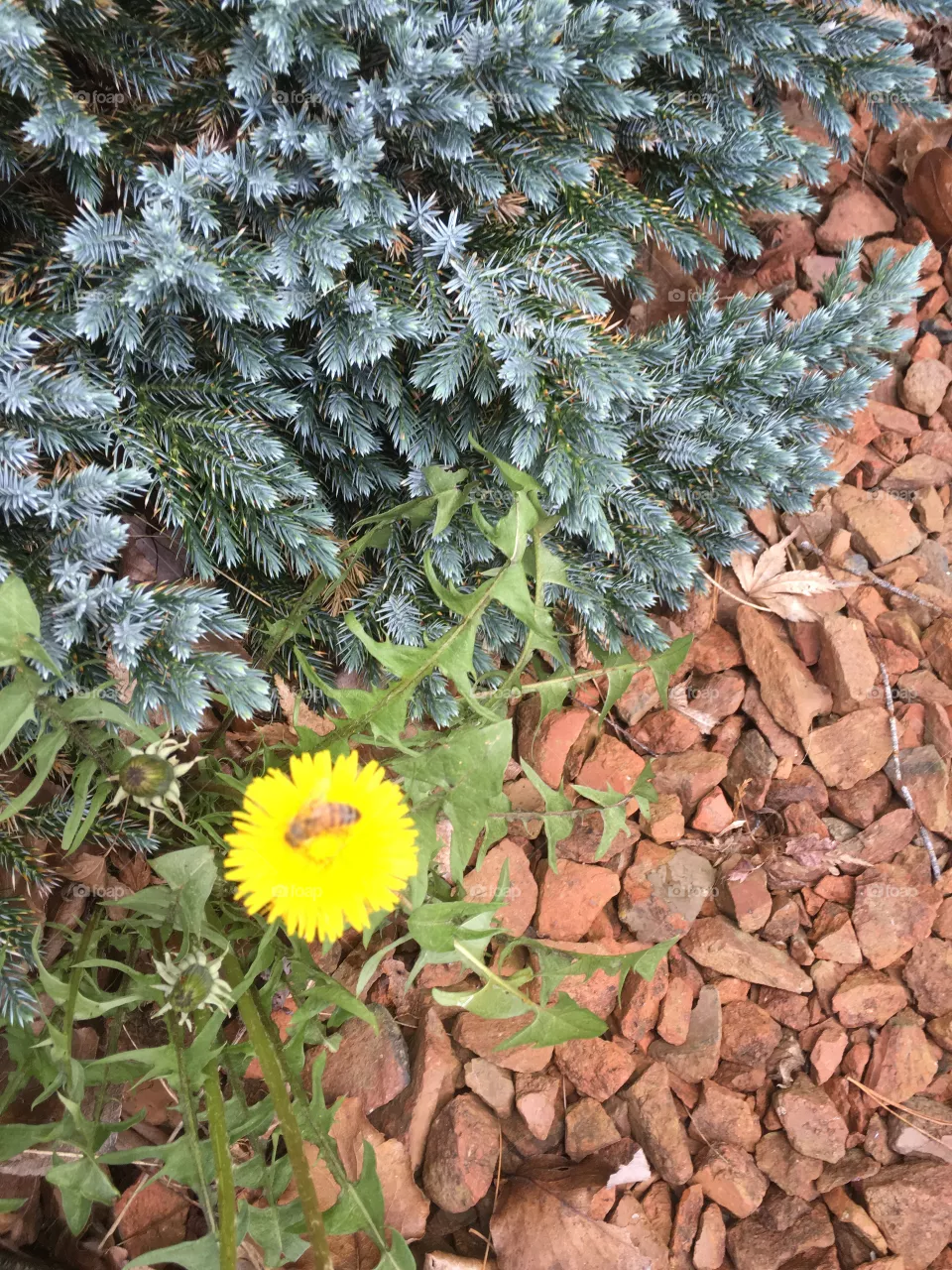 Bee