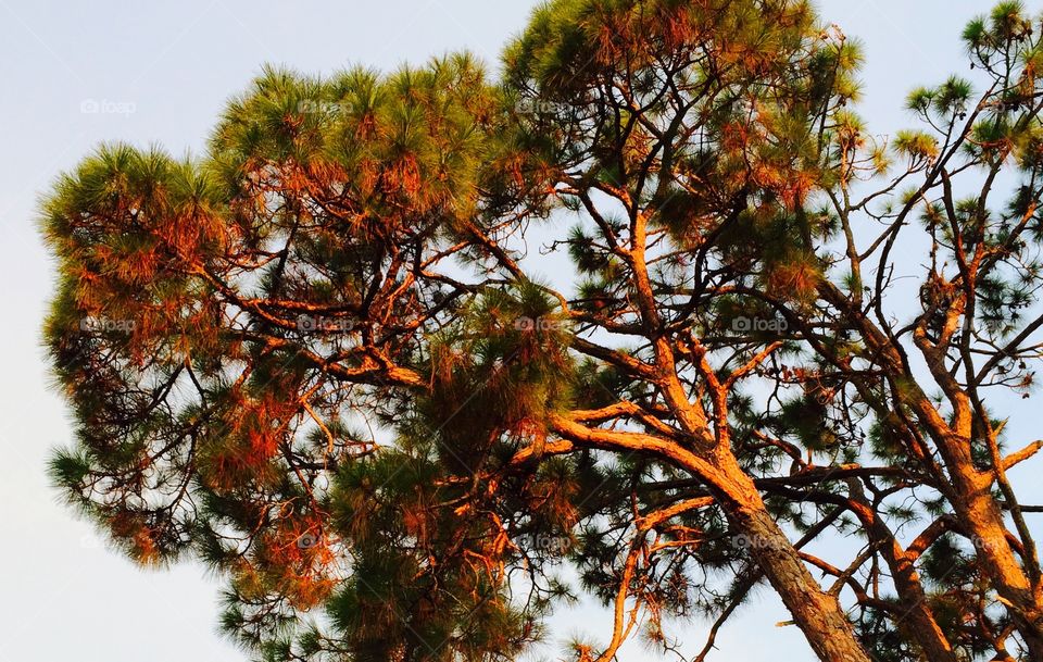 Sunset pine