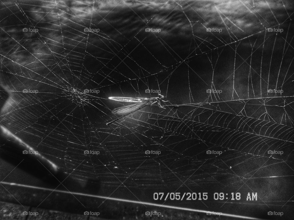 bad day on the web. This is a picture of a bug 🐛 caught up in a web waiting to be a good meal for a spider