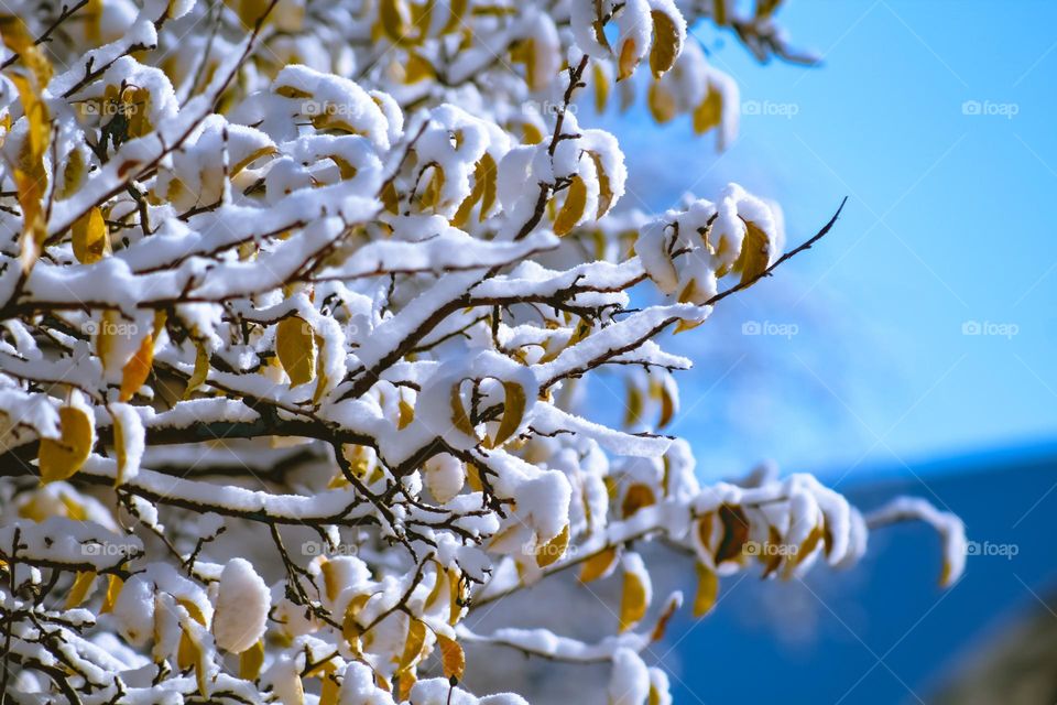 Tree plant leaf branches sticks snow covered blue yellow nature outdoors weather snowy