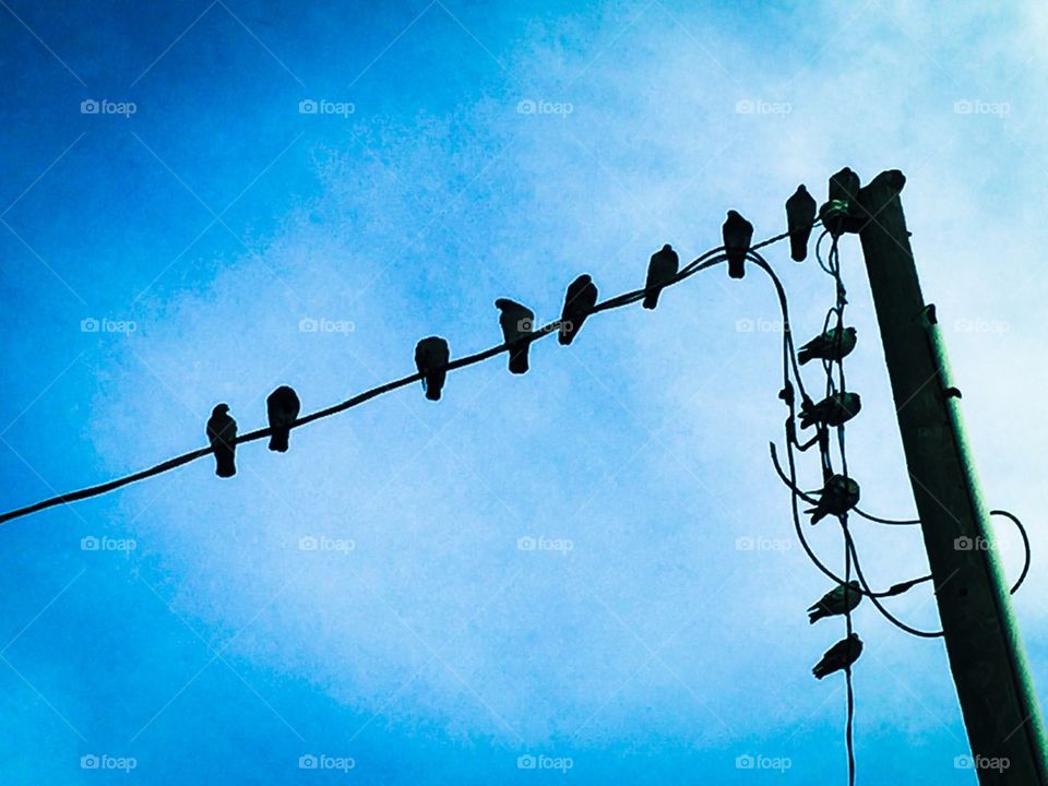 Birds On A Wire. Birds On A Wire