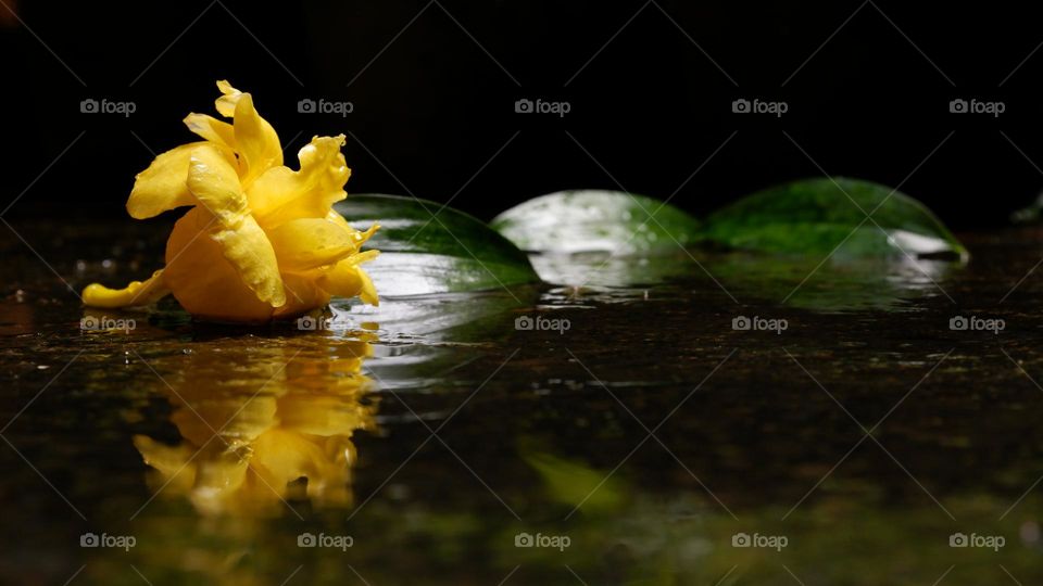 yellow rose reflection