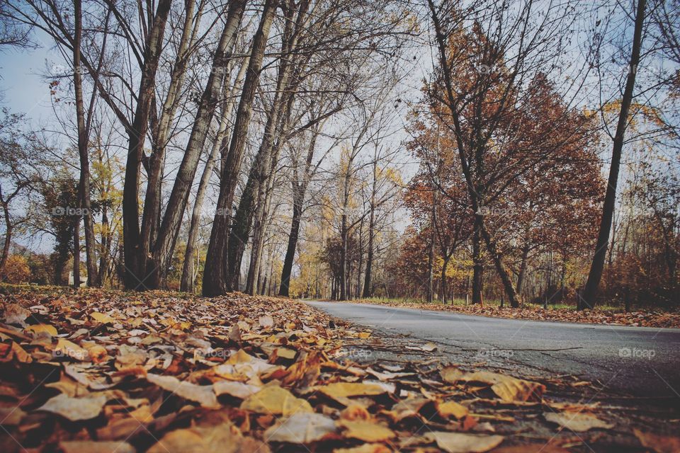 Autumn leafs on empty road