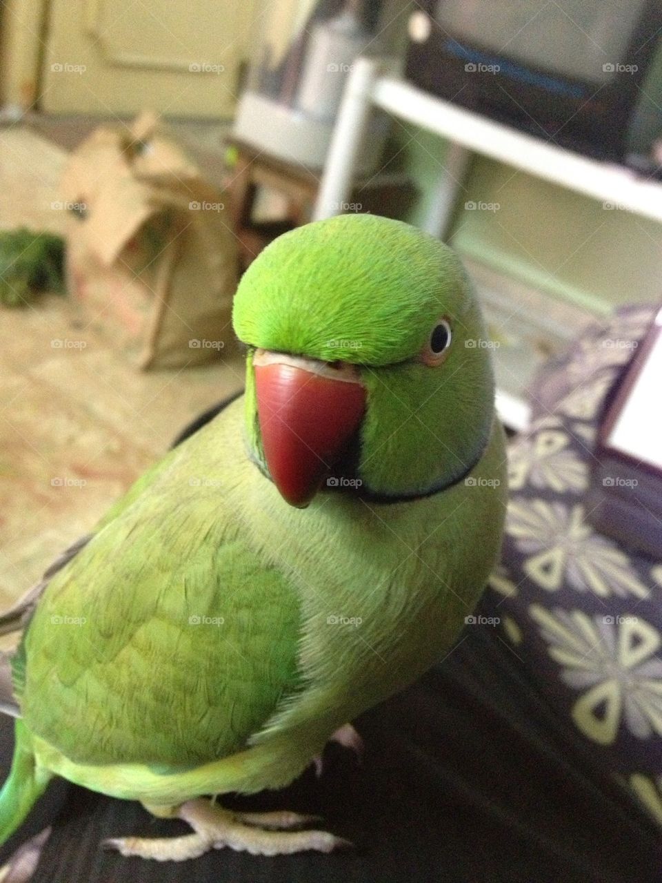 Green parrot