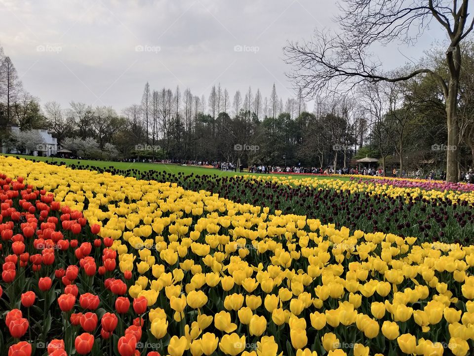 yellow tulips