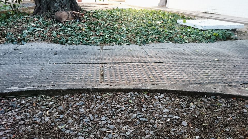 Friendship no matter what... Everyday I arrive early in the morning in my university..  However,  I'm never alone.. I've someone with me all the time