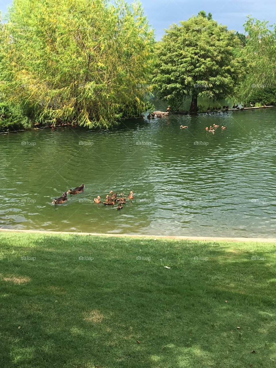Ducks swimming in a pond. 