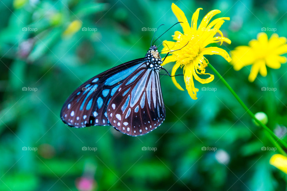 Beautiful Butterfly 