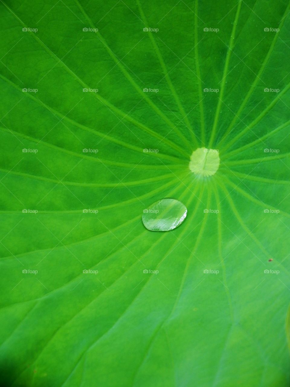 Macro water drop on a green leaf.