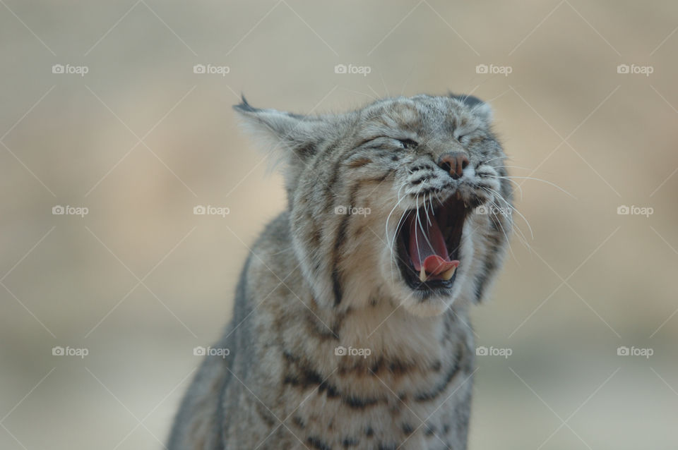 A close up view of a bobcat yawning in the early afternoon after satisfactory meal!