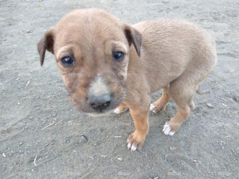 cute small puppy dog