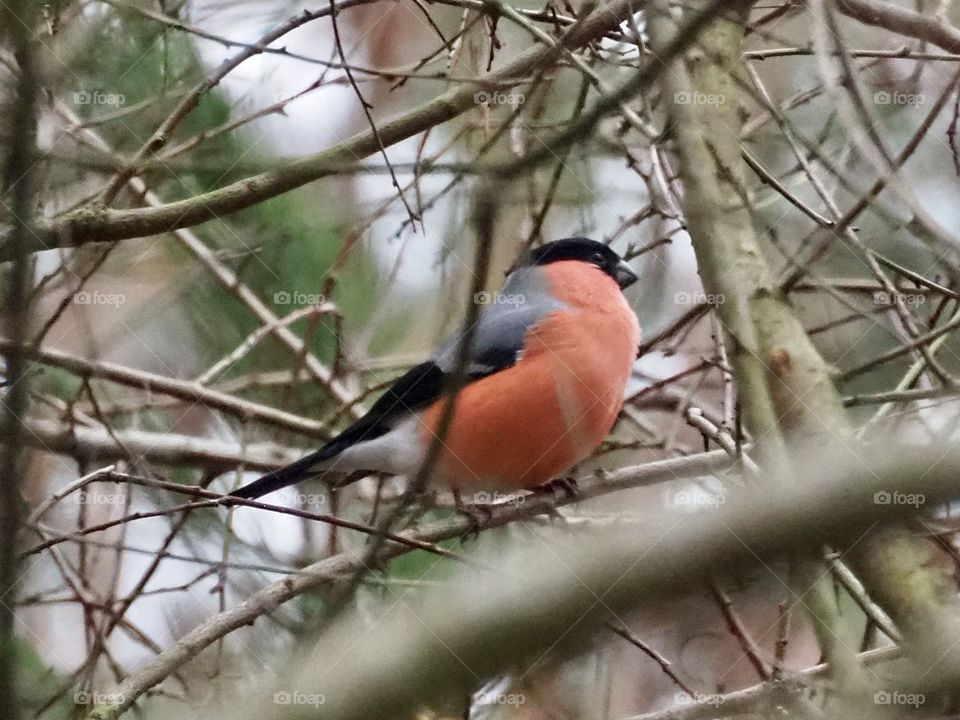 Bullfinch