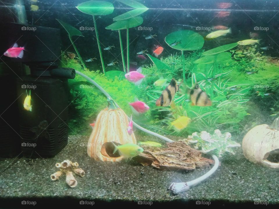 Ravarma VanguvO / Colored Farmed Fish / Under Water / Yellow & Pink