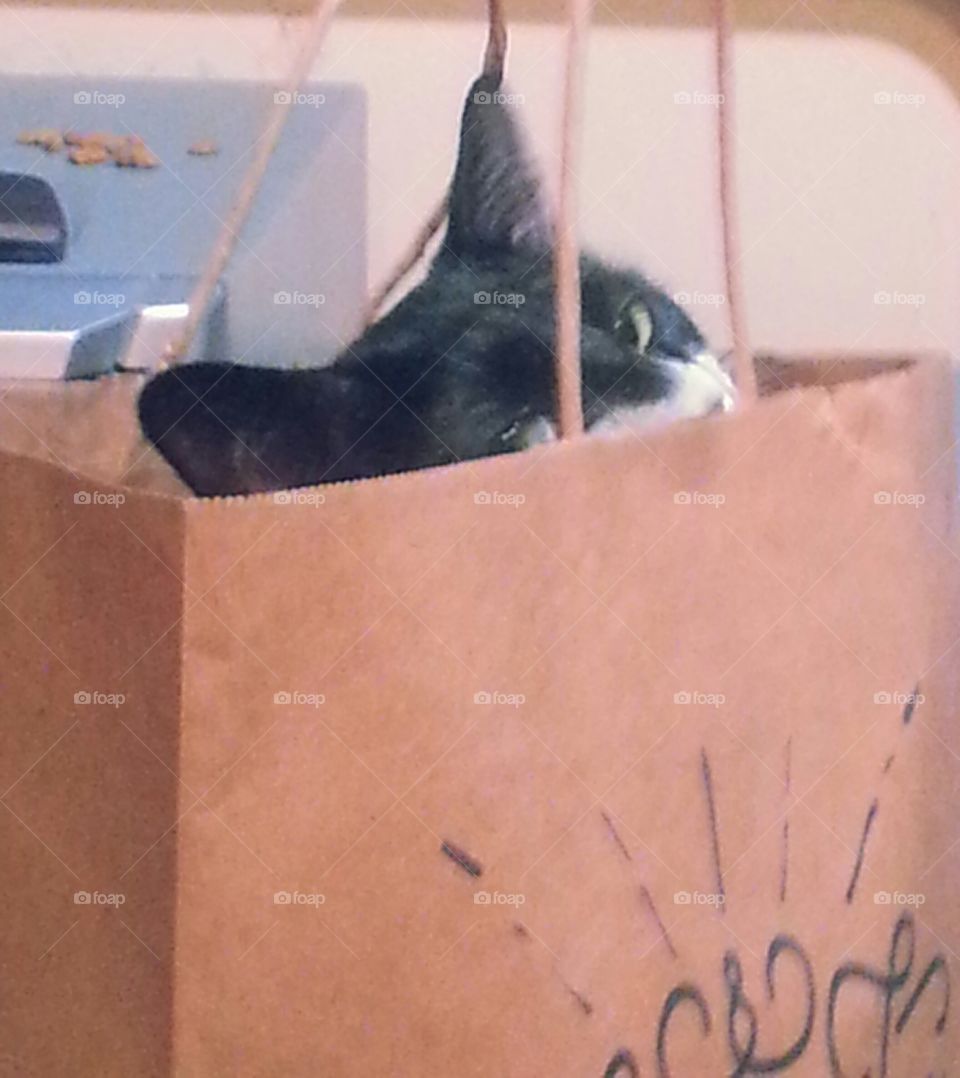 Cat in the Bag