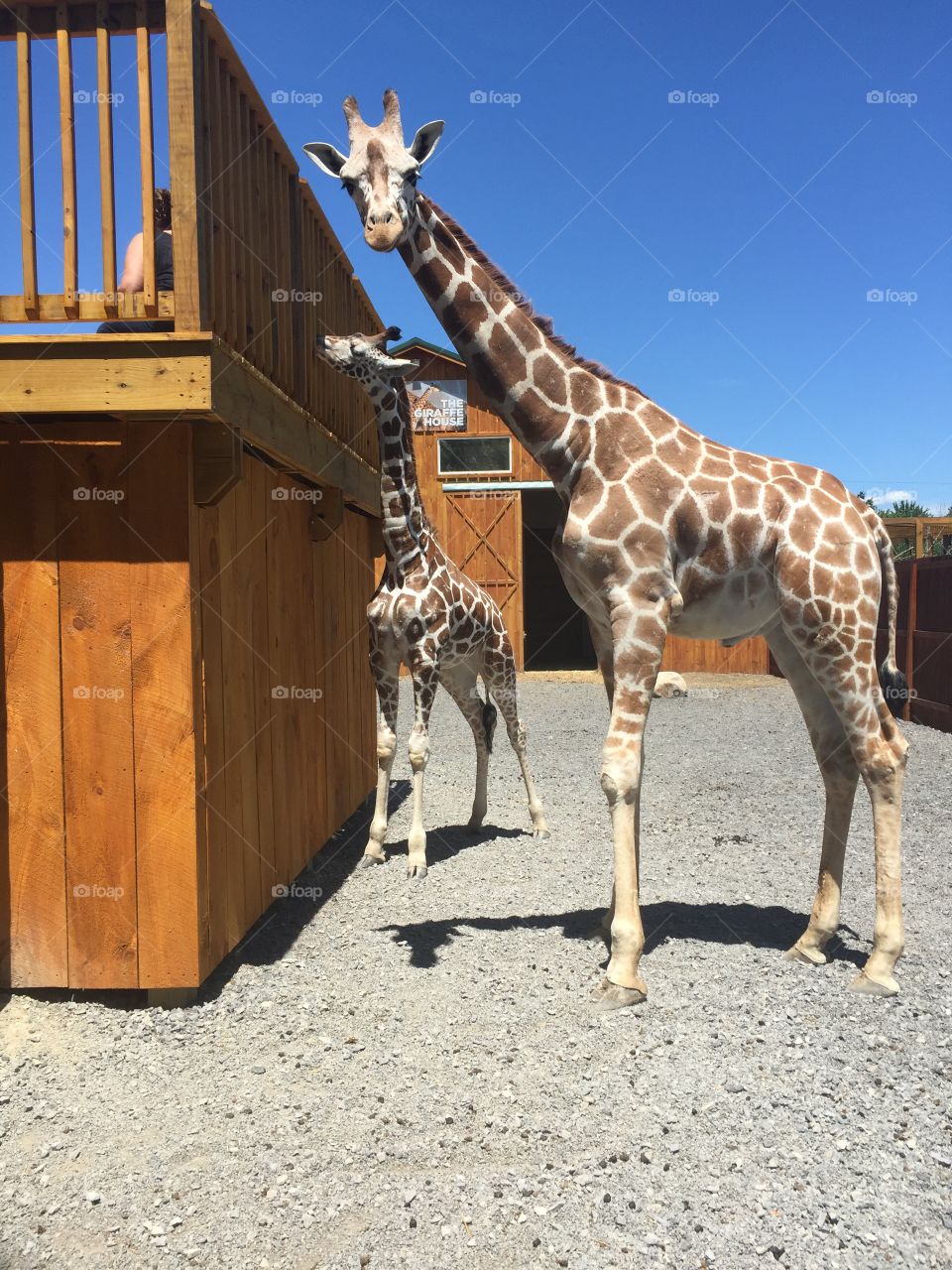 Young giraffe and mama at Into The Wild in upstate New York