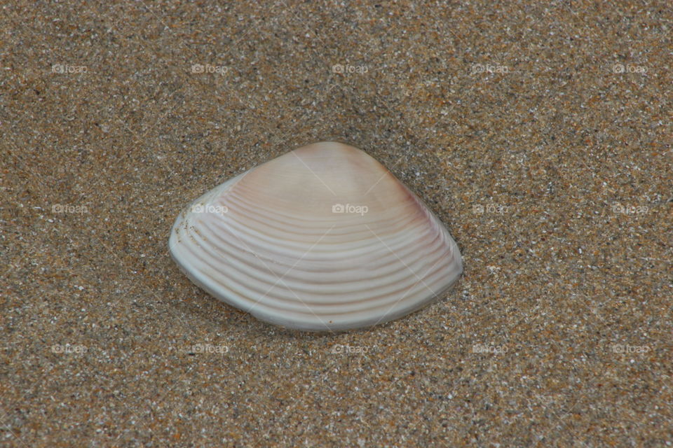 Seashell