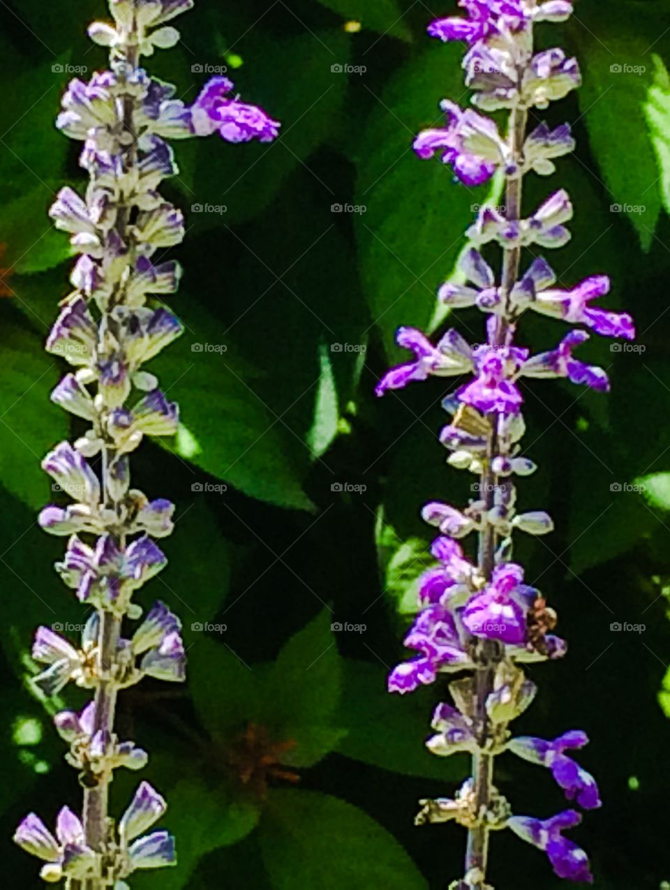 Wild purple flowers 