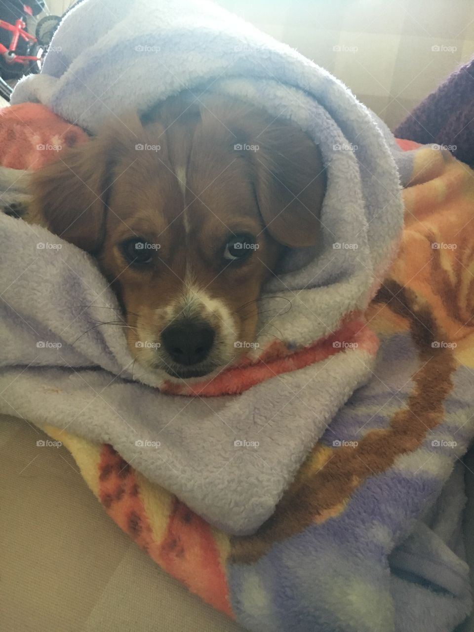 All snuggled up in his Disney blanket