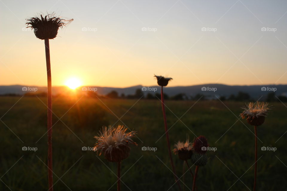 Thistles are enjoying the sunset