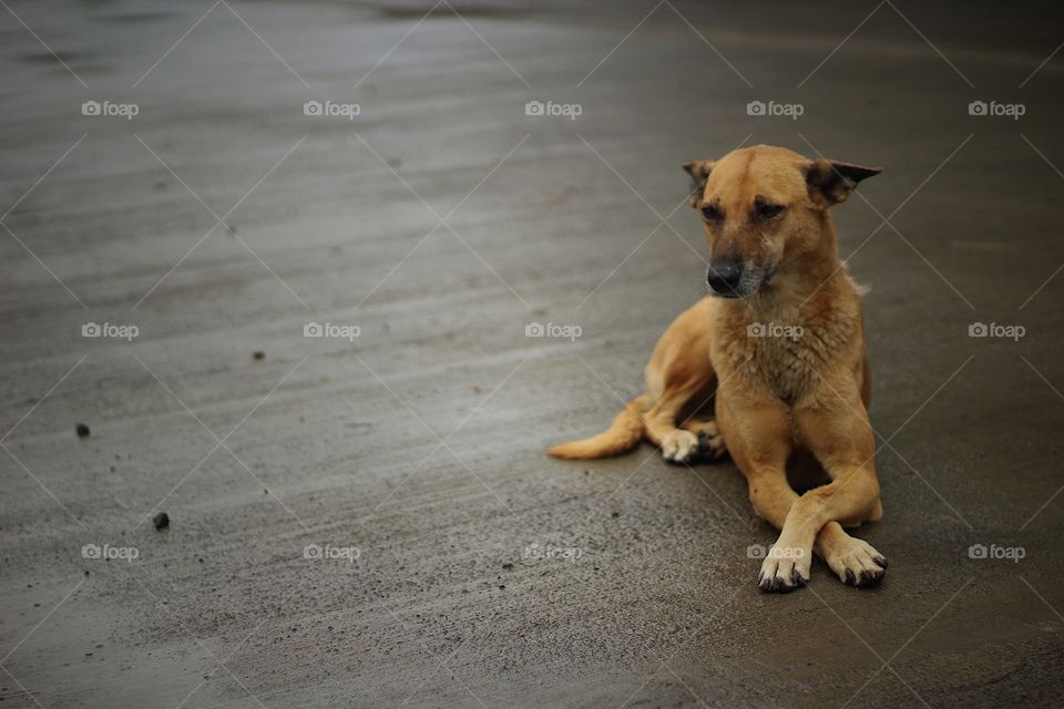 Dogs to talk just listen to them with love 