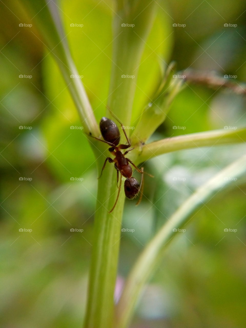 Ant.