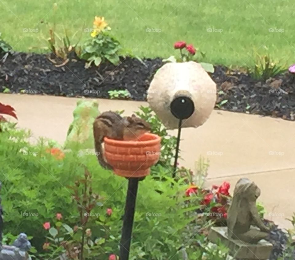 Chipmunk Swiping My Birdseed 