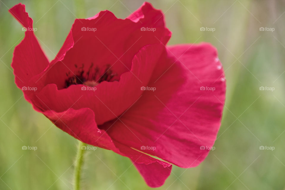 red poppy flower