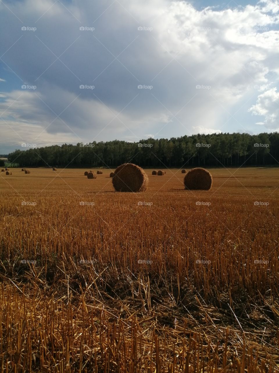 Field, nature, summer, Belarus,
