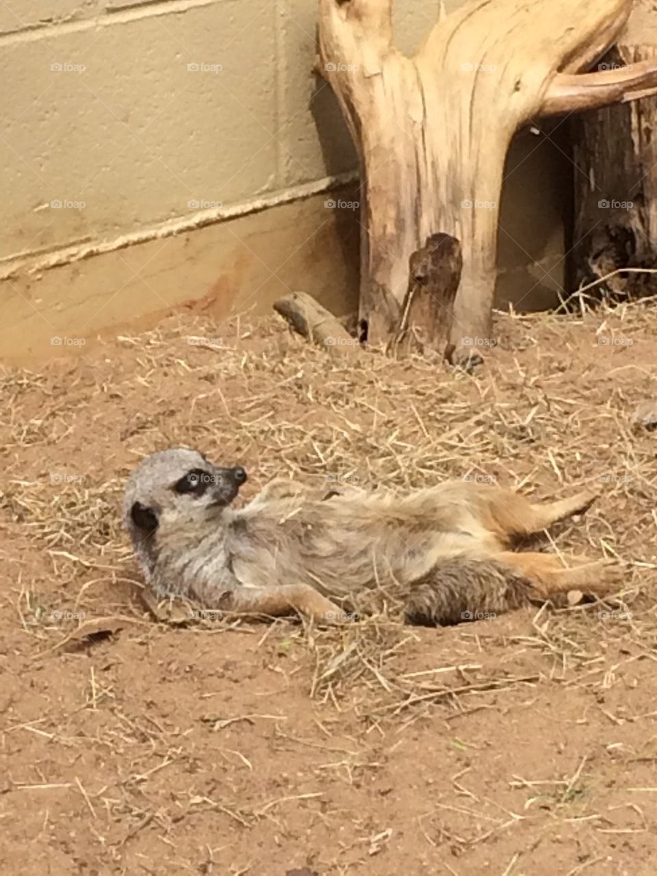 Lazy MeerKat
