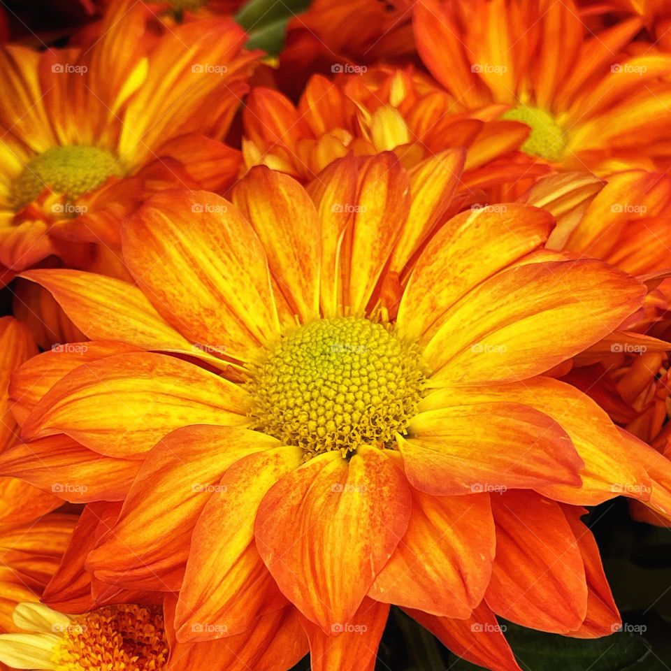 Yellow and orange flowers 